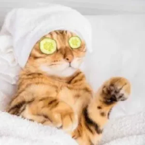 Cat Wellness