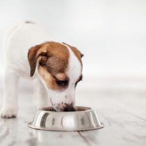 Dog Food