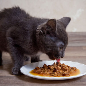 Cat Food